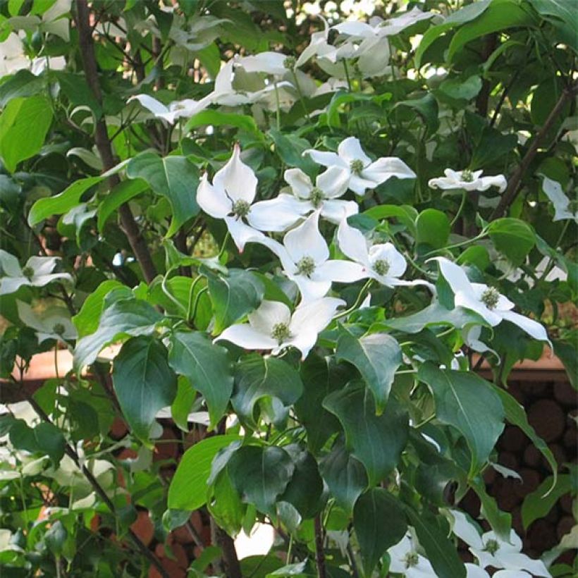 Cornus kousa Cappuccino - Flowering Dogwood (Flowering)