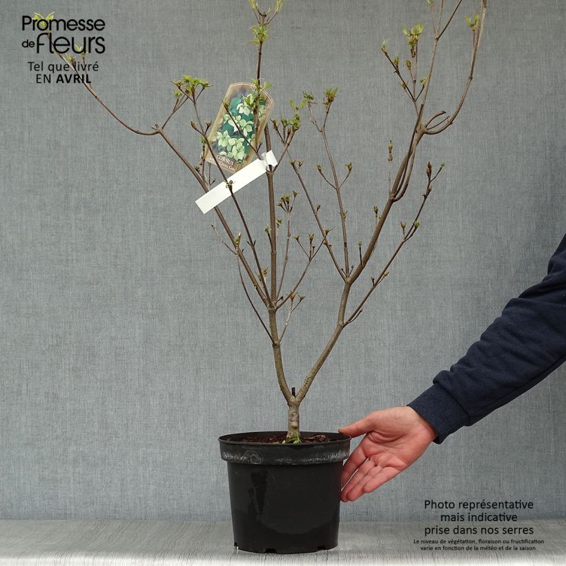 Cornus kousa China Girl - Flowering Dogwood sample as delivered in spring