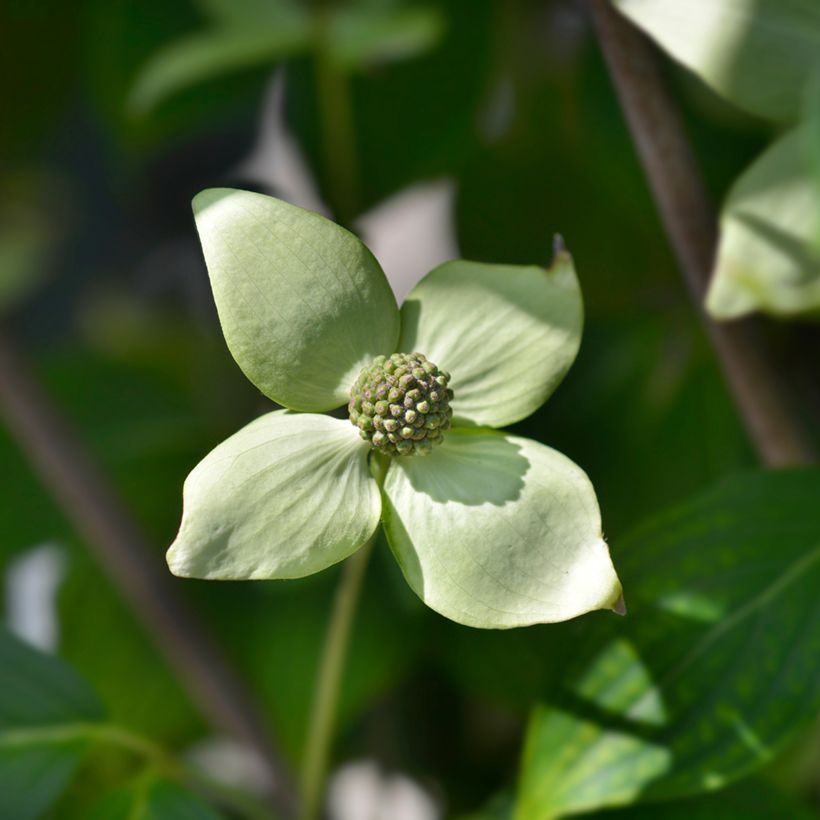 Cornus kousa China Girl - Flowering Dogwood (Flowering)