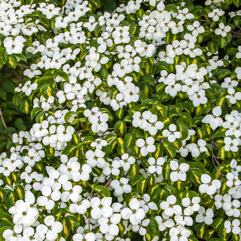 Cornus kousa Gold Star - Flowering Dogwood (Flowering)