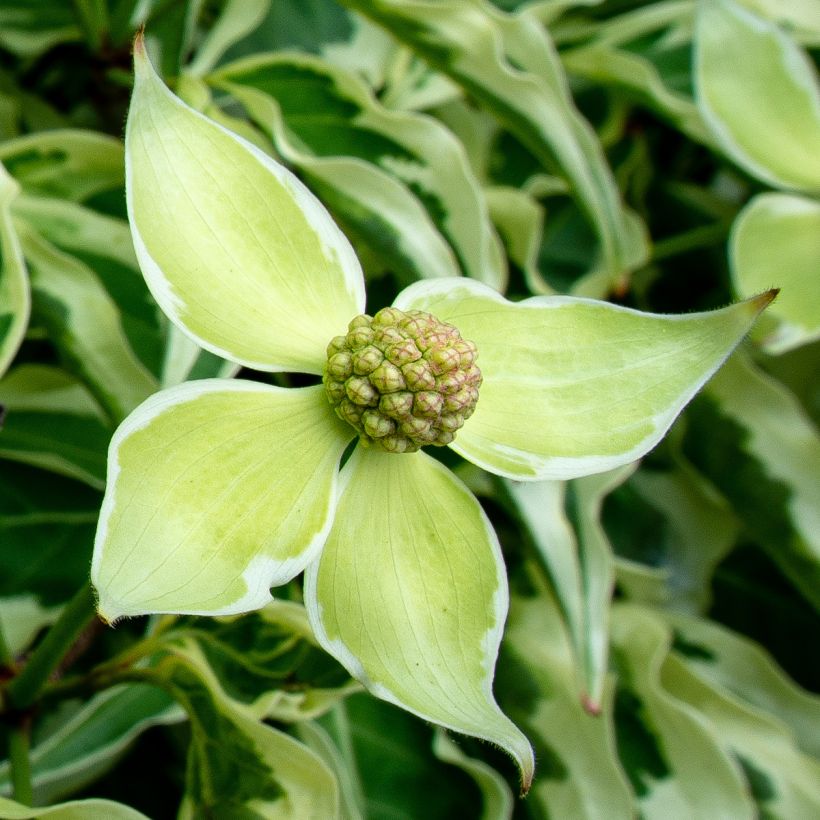 Cornus kousa Laura - Flowering Dogwood (Flowering)