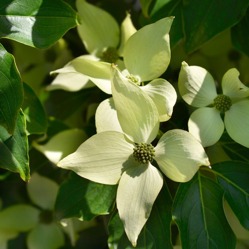 Cornus kousa Roberts Select - Flowering Dogwood (Flowering)