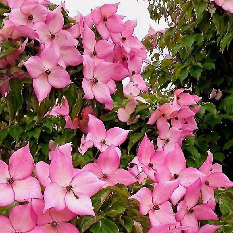 Cornus kousa Rosy Teacups - Flowering Dogwood (Flowering)