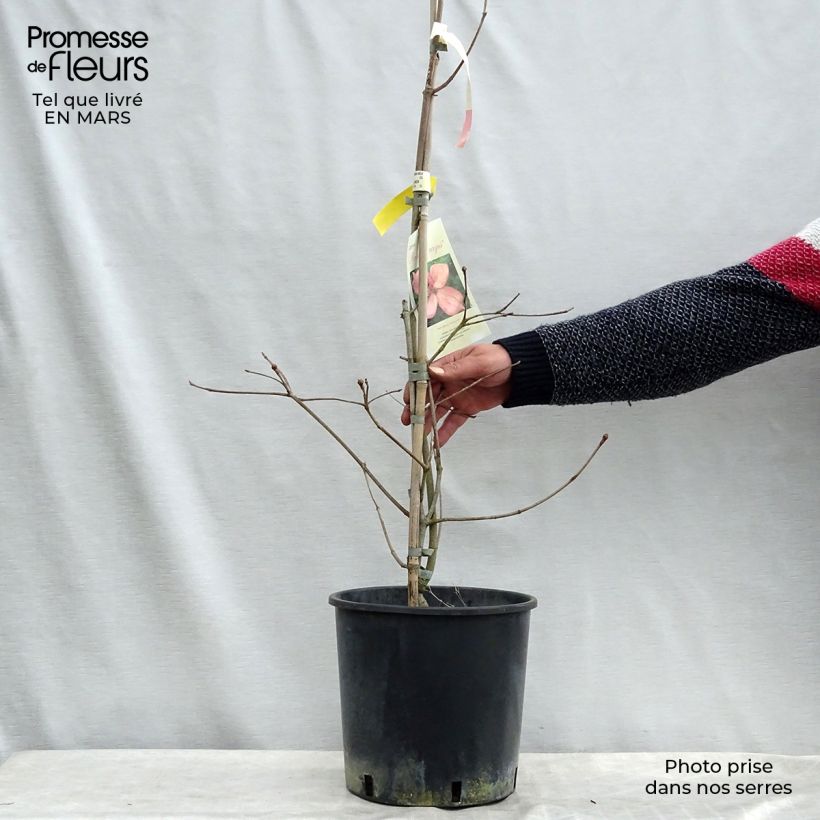 Cornus kousa Rosy Teacups - Flowering Dogwood 7.5L/10L pot sample as delivered in spring