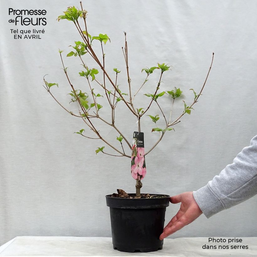 Cornus kousa Satomi - Flowering Dogwood sample as delivered in spring