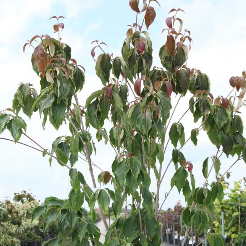 Cornus kousa Teutonia - Flowering Dogwood (Foliage)
