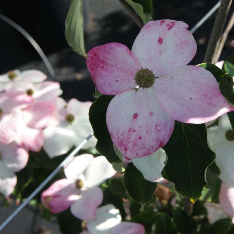 Cornus kousa Teutonia - Flowering Dogwood (Flowering)