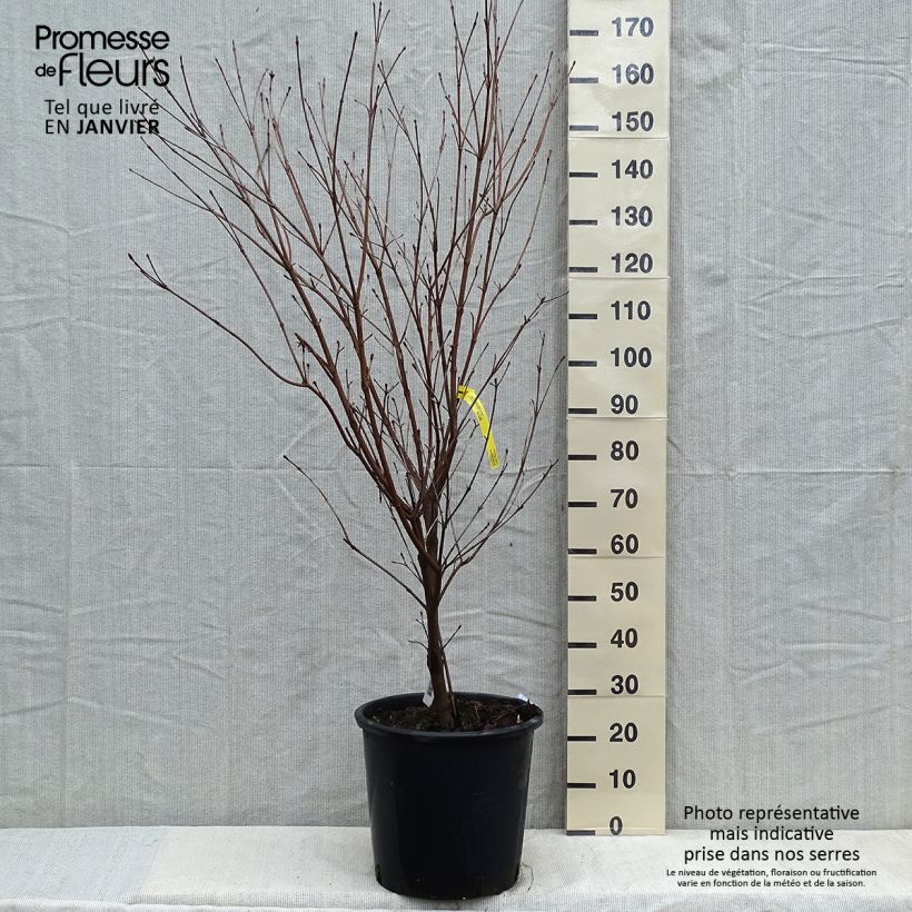 Cornus kousa Teutonia - Flowering Dogwood 18L/20L pot sample as delivered in winter