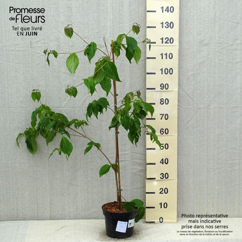 Cornus kousa Teutonia - Flowering Dogwood 4L/5L pot sample as delivered in summer