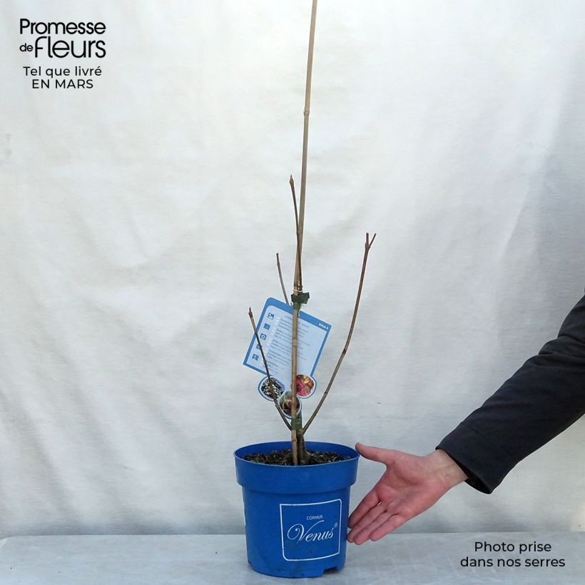 Cornus Venus - Flowering Dogwood sample as delivered in spring