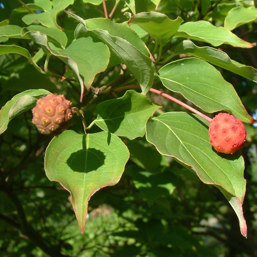 Cornus kousa var. chinensis - Flowering Dogwood (Foliage)