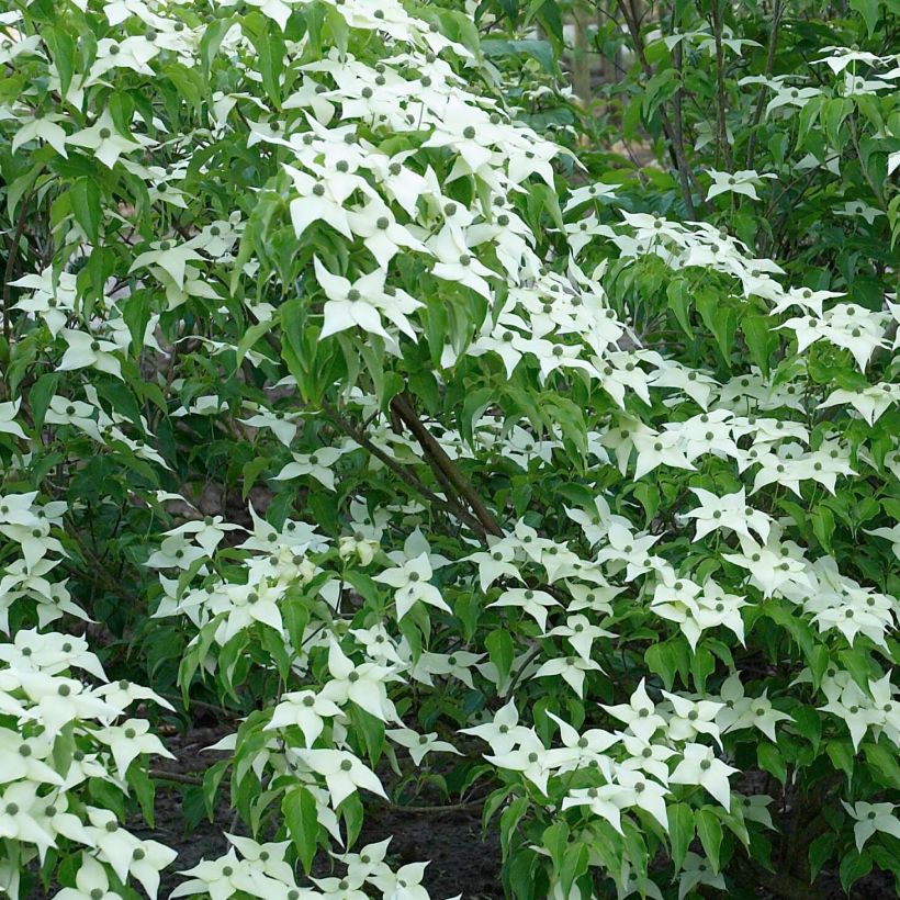 Cornus kousa var. chinensis - Flowering Dogwood (Flowering)