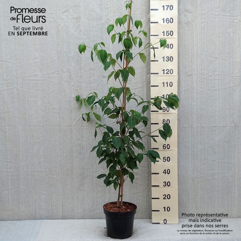 Cornus kousa subsp. chinensis Great Star - Flowering Dogwood 7.5L/10L pot sample as delivered in summer