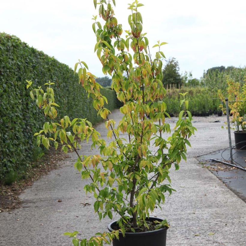Cornus mas Aurea - European Cornel (Plant habit)
