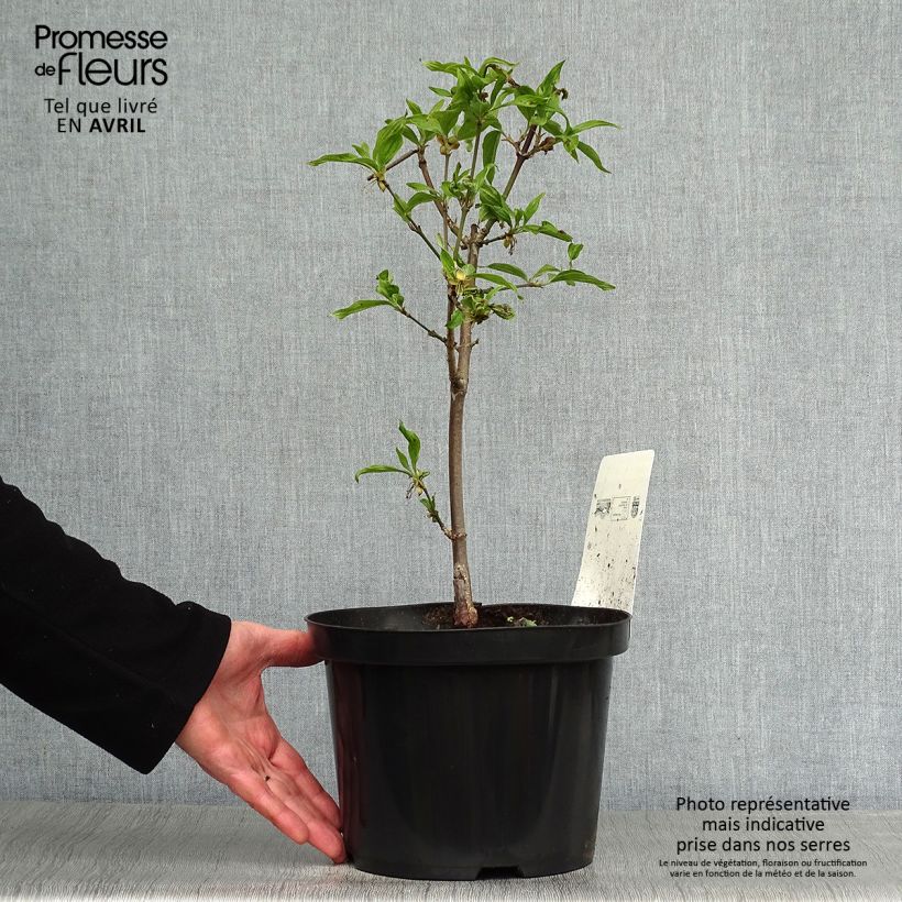 Cornus mas Jolico - European Cornel 3L/4L pot sample as delivered in spring