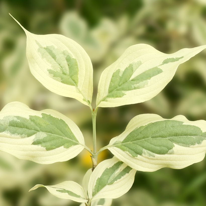 Cornus mas Variegata (Foliage)