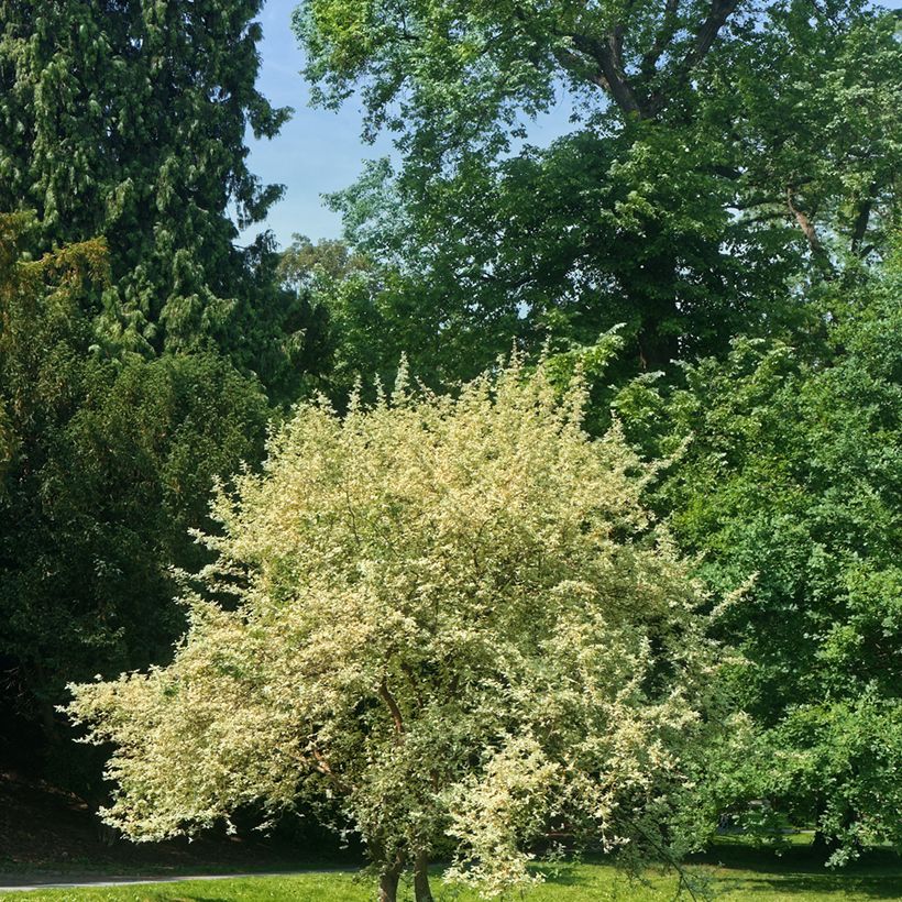 Cornus mas Variegata (Plant habit)