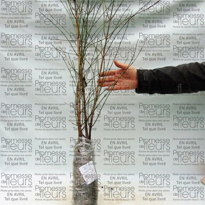 Example of Cornus mas - European Cornel Bare root specimen as delivered