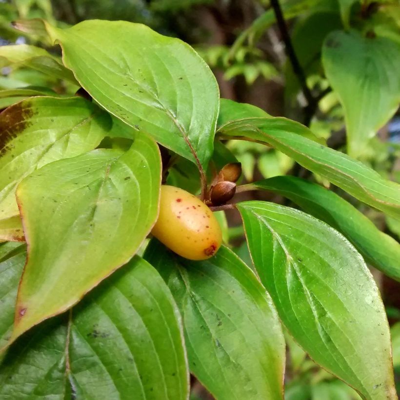 Cornus officinalis Robins Pride - Japanese Cornelian Cherry (Foliage)