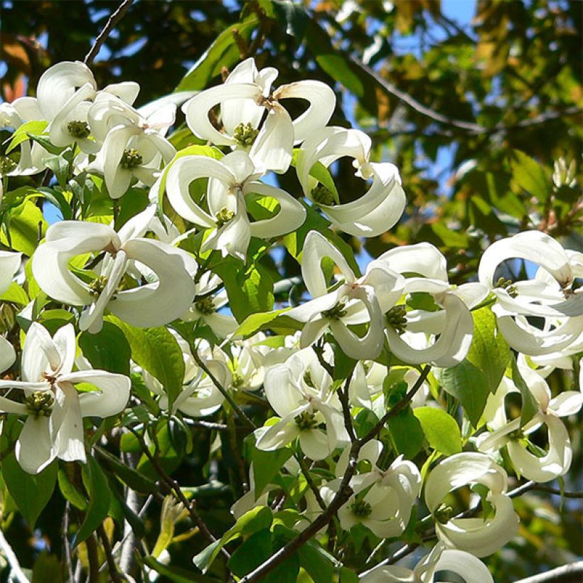 Cornus florida subsp. urbiniana - Flowering Dogwood (Flowering)