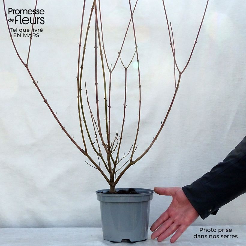 Cornus sanguinea - Common Dogwood sample as delivered in spring