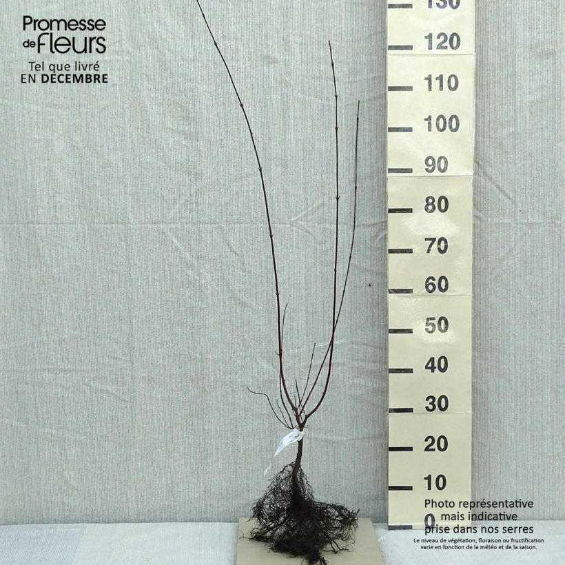 Common Dogwood - Cornus sanguinea Bare root sample as delivered in winter