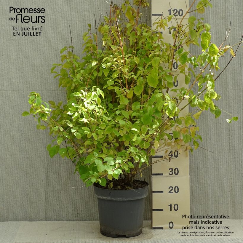 Cornus sanguinea Midwinter Fire - Common Dogwood 6L/7L pot sample as delivered in summer