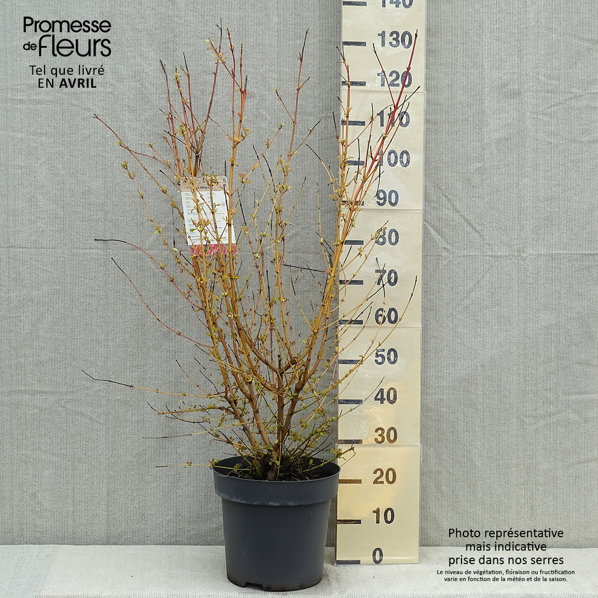 Cornouiller Sanguin 'Midwinter Fire' - Arbuste 50/60 Cm En Pot 3L, Fleurs Blanches, écorce Colorée Hiver