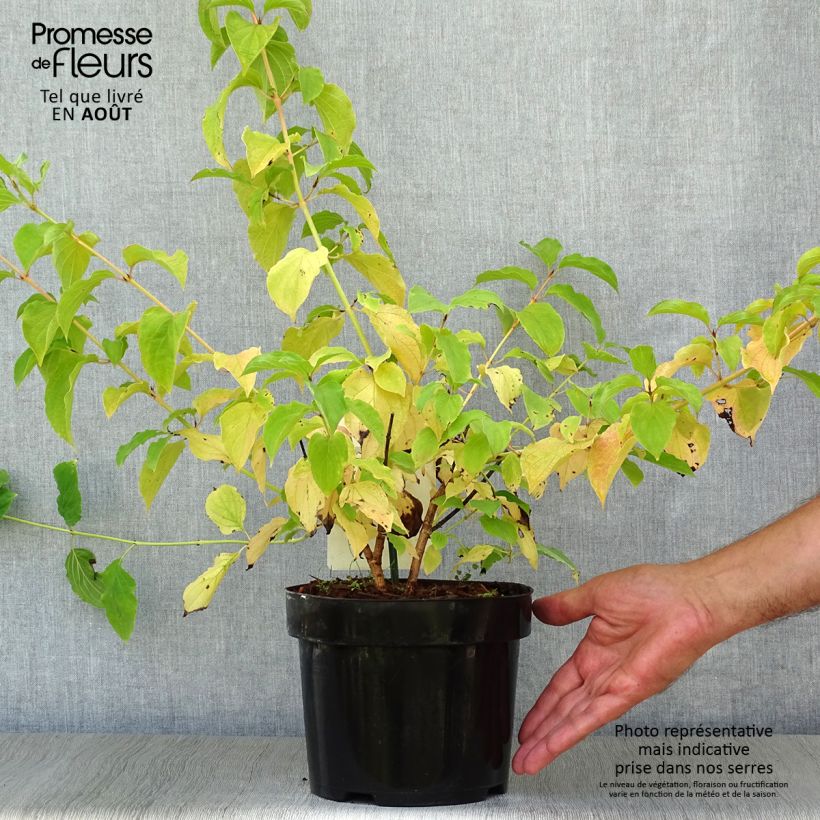 Cornus sanguinea Winter Beauty - Common Dogwood 2L/3L pot sample as delivered in summer