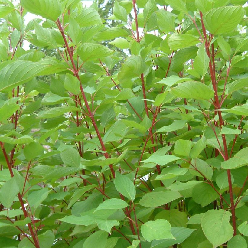 Cornus sericea Baileyi - Stoloniferous Dogwood (Foliage)