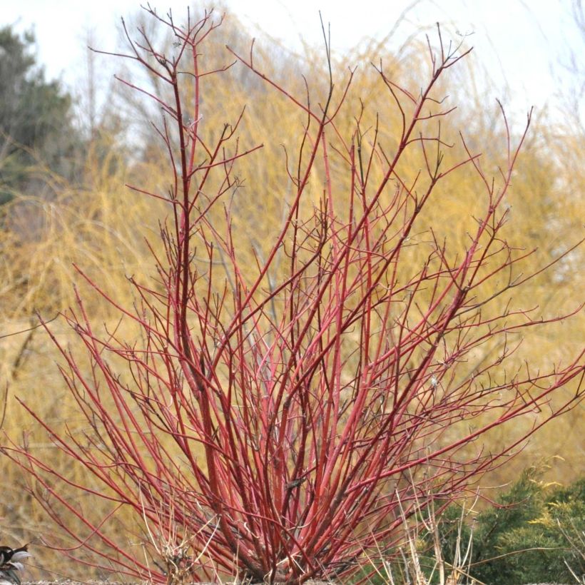 Cornus sericea Baileyi - Stoloniferous Dogwood (Plant habit)