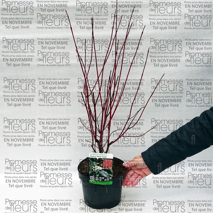 Example of Cornus sericea Baileyi - Stoloniferous Dogwood 3L/4L pot specimen as delivered
