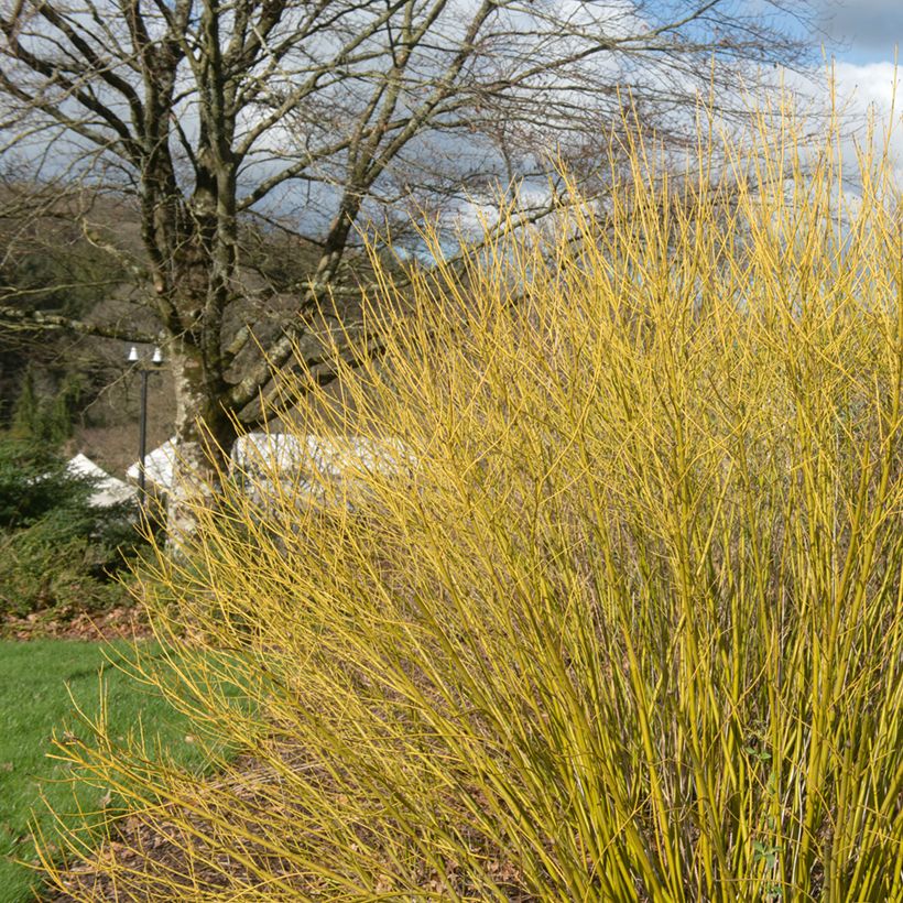 Cornus sericea Budds Yellow - Stoloniferous Dogwood (Plant habit)