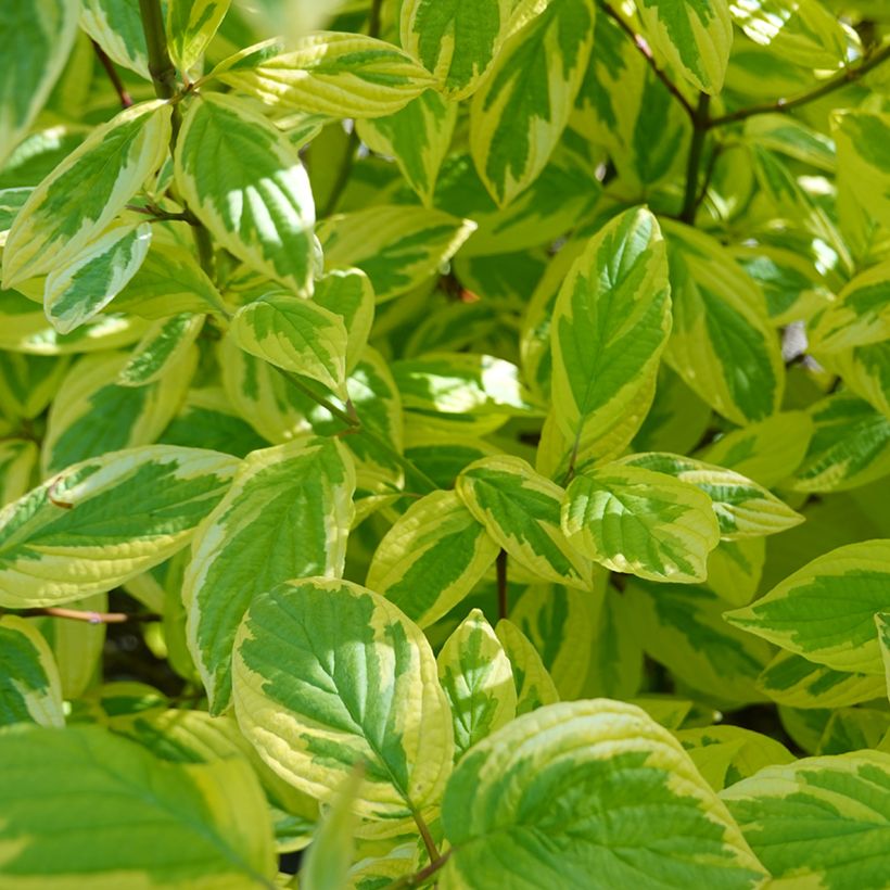 Cornus sericea Hedgerow's Gold - Red osier dogwood (Foliage)