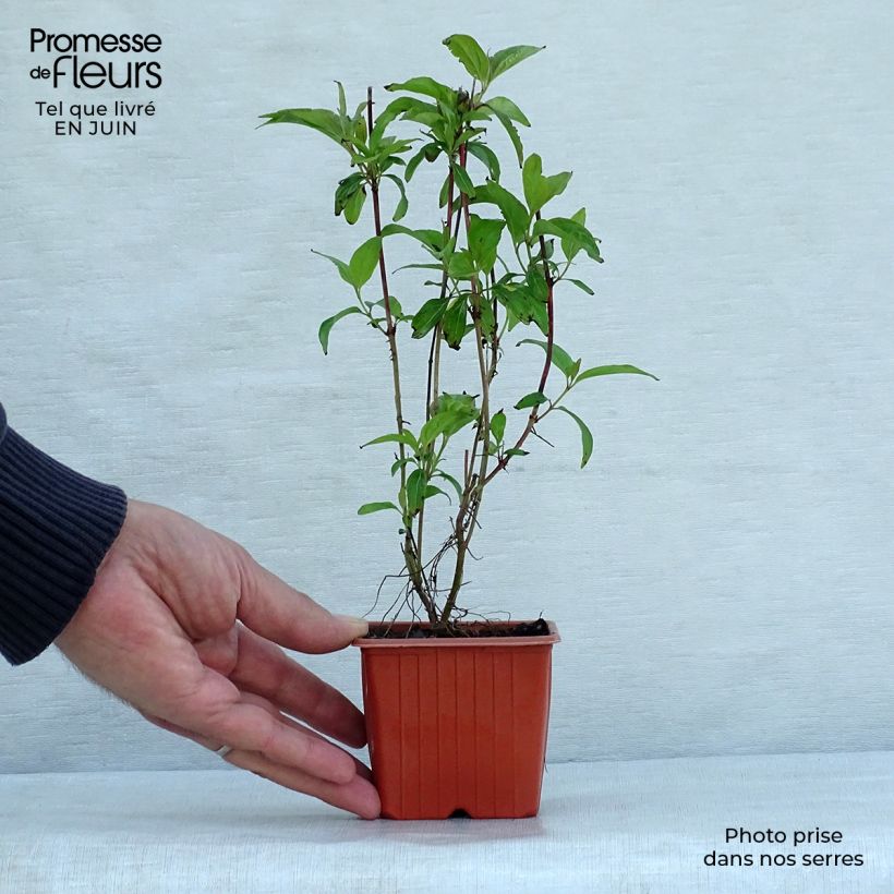 Cornus stolonifera Kelseyi - Stoloniferous Dogwood 8/9 cm pot sample as delivered in summer