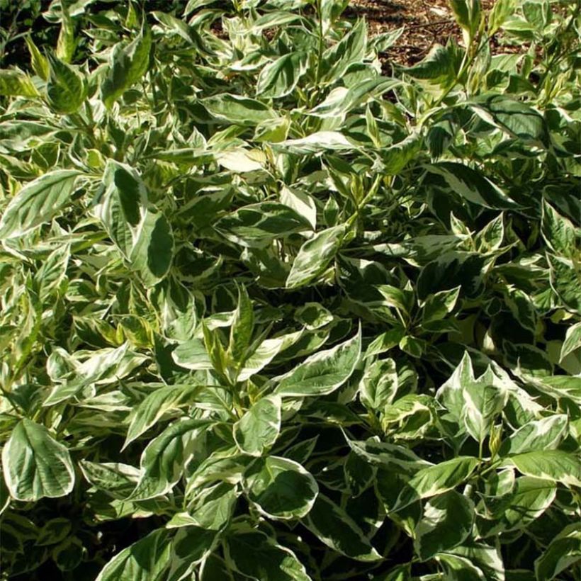 Cornus sericea White Gold - Stoloniferous Dogwood (Foliage)