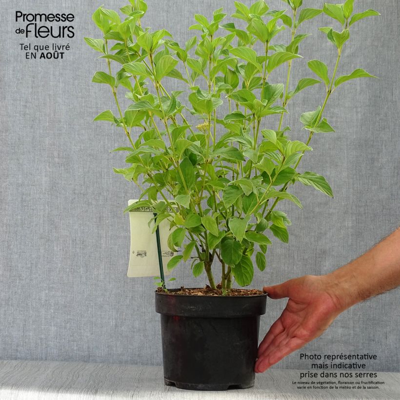Cornus stolonifera Flaviramea - Stoloniferous Dogwood 3L/4L pot sample as delivered in summer