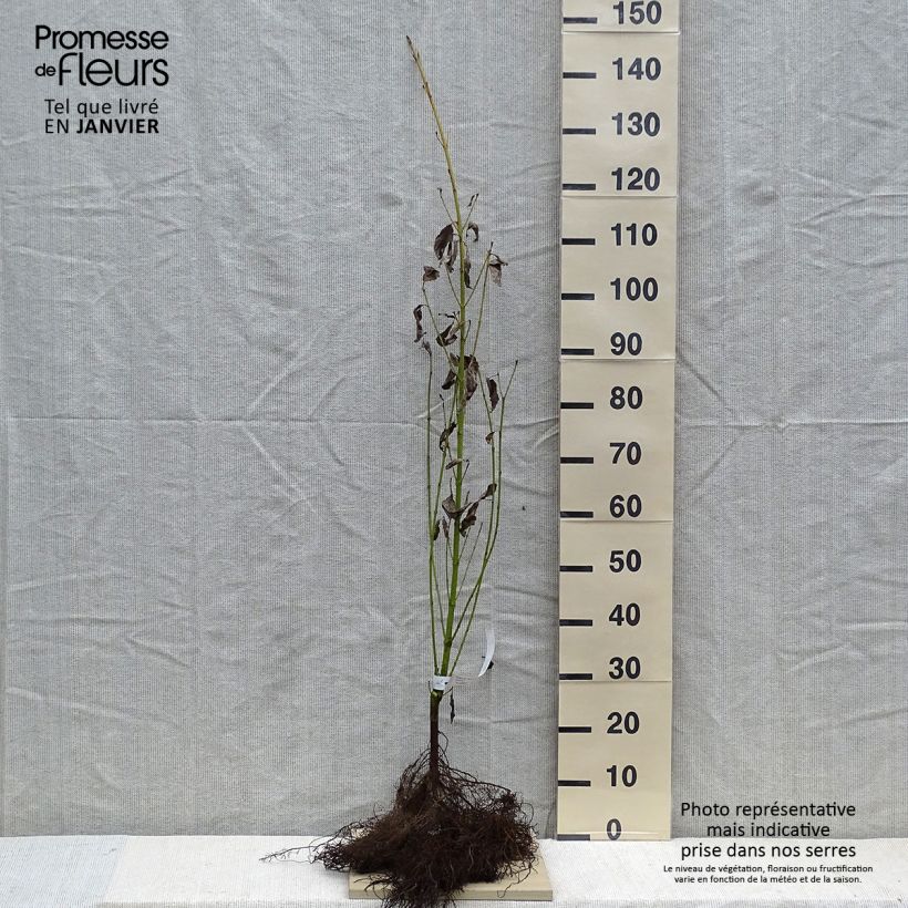 Cornus stolonifera Flaviramea - Stoloniferous Dogwood Bare rootShipped height around 60/80cm sample as delivered in winter