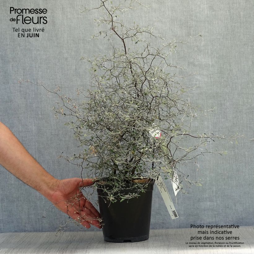 Corokia cotoneaster Little prince 4L/5L pot sample as delivered in summer