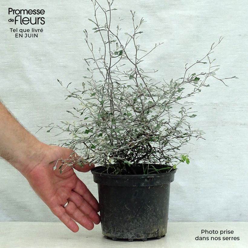 Corokia cotoneaster 1L/1.5L pot sample as delivered in summer