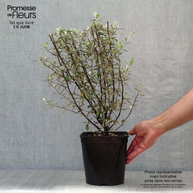 Corokia virgata Frosted chocolate 4L/5L pot sample as delivered in summer