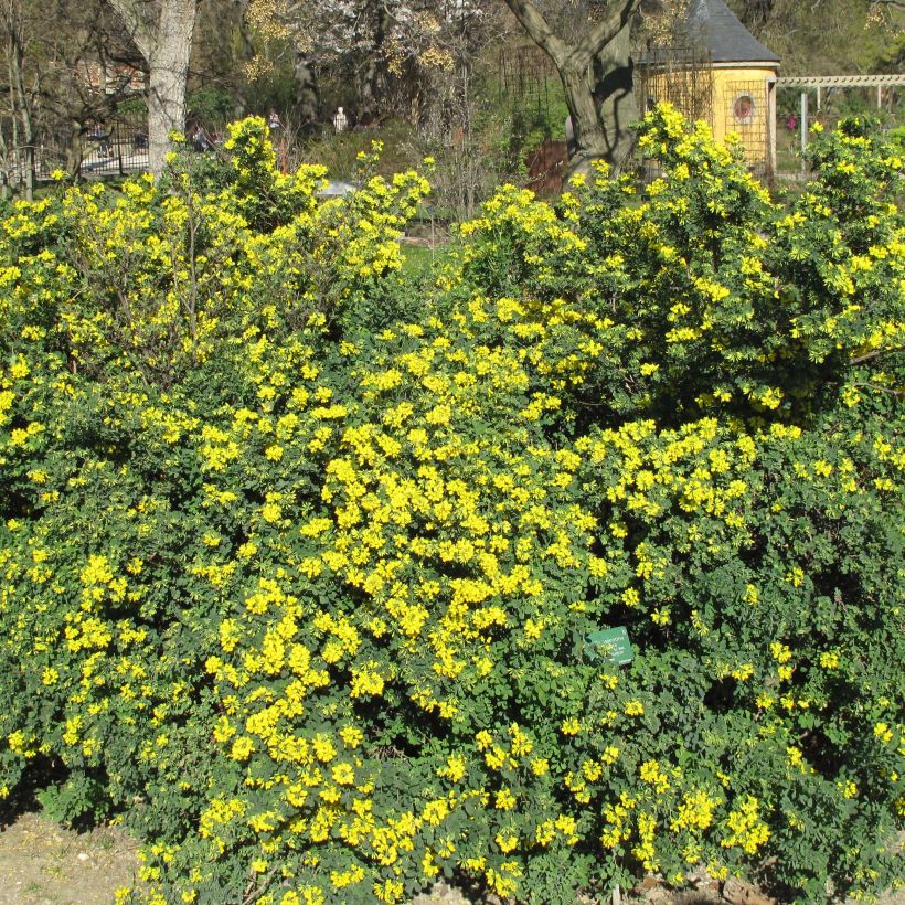 Coronilla valentina subsp. glauca (Plant habit)