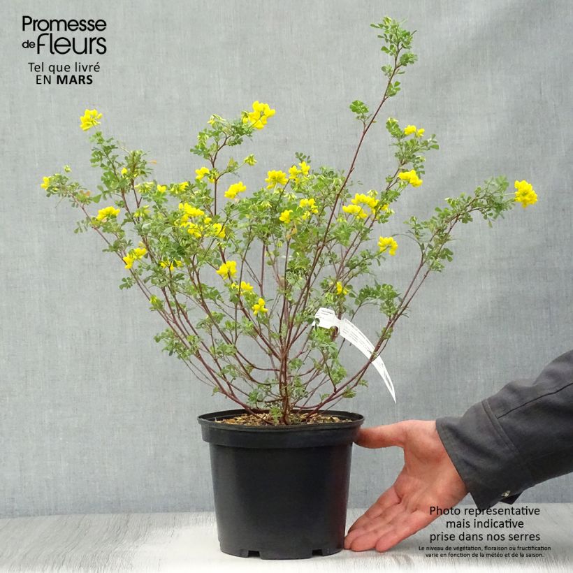 Coronilla valentina subsp. glauca 2L/3L pot sample as delivered in spring