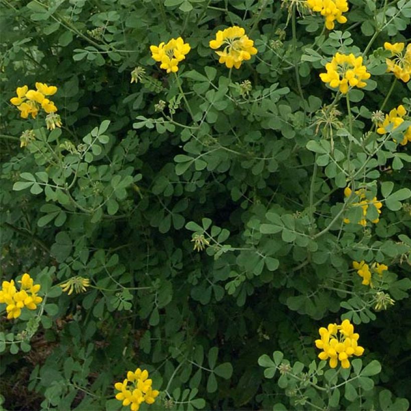 Coronilla valentina subsp. glauca Selection (Foliage)