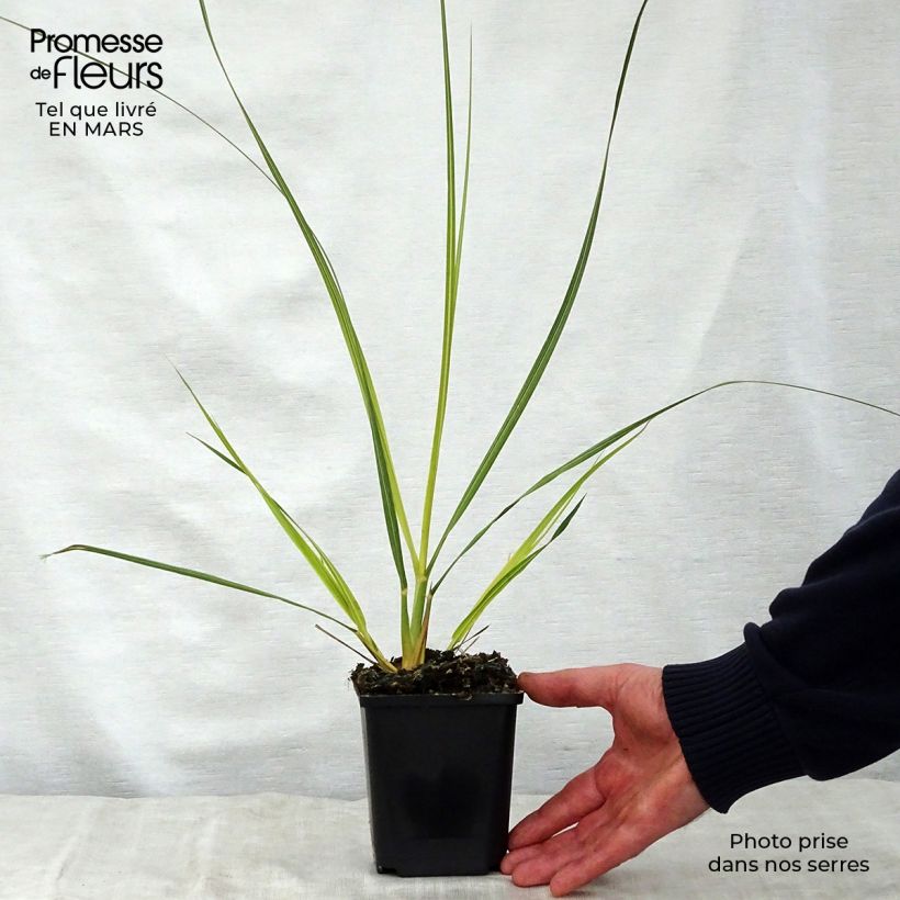 Cortaderia richardii - Compact Pampas Grass sample as delivered in spring