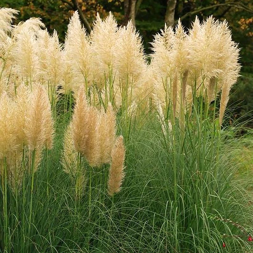 Cortaderia selloana Mini Pampas Gold - Pampas Grass (Plant habit)