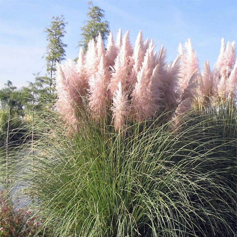 Cortaderia selloana Rosea - Pink Pampas Grass (Plant habit)