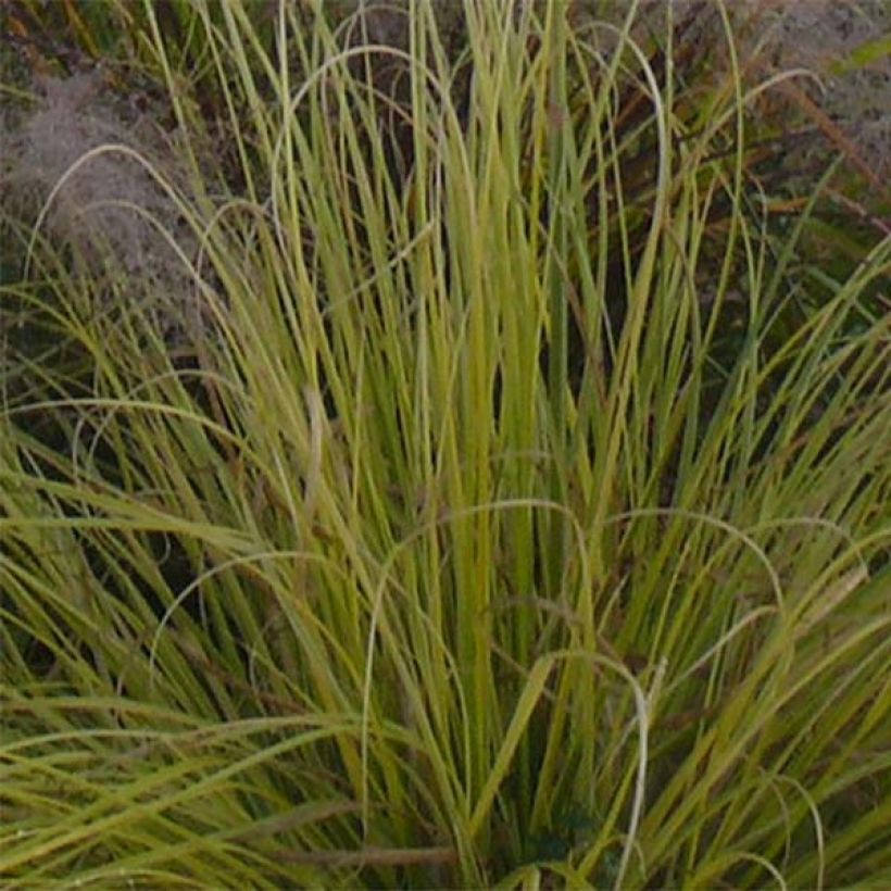 Cortaderia selloana Splendid Star - Pampas Grass (Foliage)