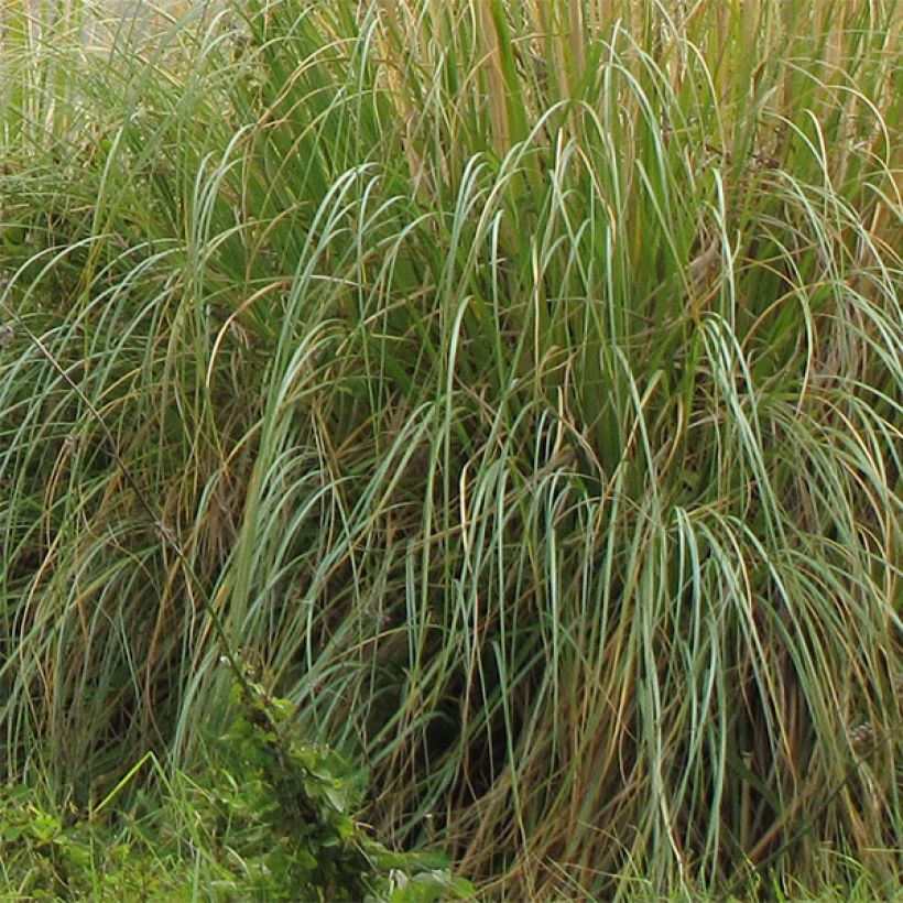 Cortaderia selloana Sunningdale Silver -Pampas Grass (Foliage)