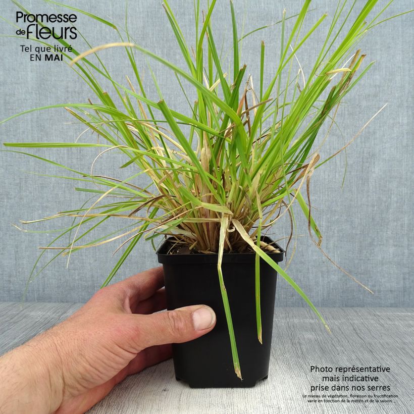 Cortaderia selloana Tiny Pampa - Pampas Grass sample as delivered in spring